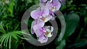 Butterfly Orchid, Phalaenopsis aphrodite Rchb. F.