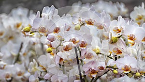 Butterfly Orchid Phalaenopsis Cascade Snowball