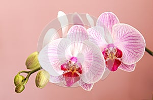 Butterfly orchid Phalaenopsis in full bloom on a pink background.