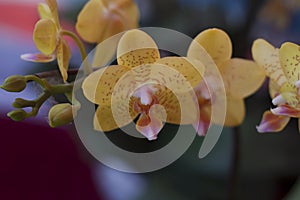 Butterfly orchid, phalaenopsis in yellow color
