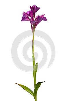 Butterfly orchid plant - Orchis papilionacea photo