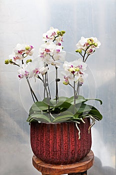Butterfly orchid potted plants