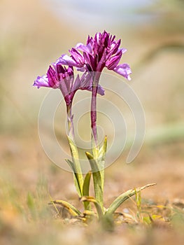 Butterfly Orchid Purple Flowers in Spain