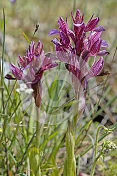 Butterfly orchis Anacamptis papilionacea