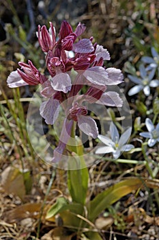 Butterfly orchis Anacamptis papilionacea