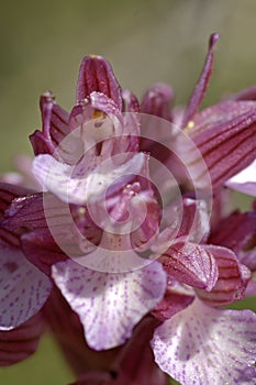 Butterfly orchis Anacamptis papilionacea
