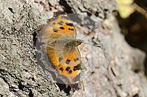 Butterfly ordinary urticaria sits on a birch