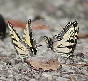 Butterfly Orgy 2 White Orange Black Leaf on gravel