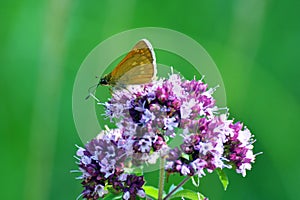 A butterfly on the origano flower