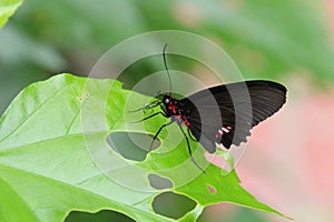 butterfly - orléans - france