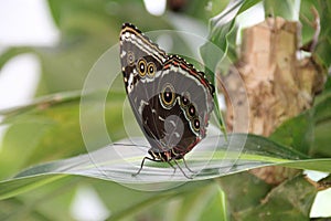 butterfly - orléans - france
