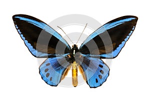 Butterfly Ornithoptera priamus urvilleanus m