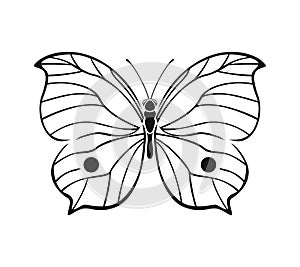 Butterfly outline illustration. Black silhouette of beautiful insect