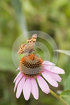 Butterfly over echinacea