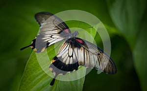 The Butterfly Pachliopta jophon in a rainforest