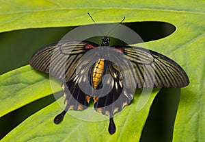 The Butterfly Pachliopta jophon in a rainforest