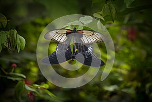 The Butterfly Pachliopta jophon in a rainforest