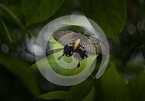 The Butterfly Pachliopta jophon in a rainforest