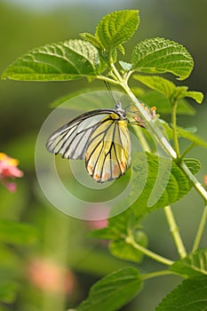 Butterfly (painted jezebel)