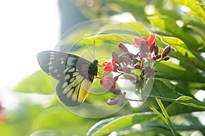 Butterfly: Painted Jezebel photo