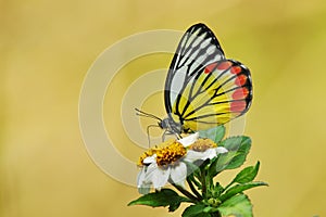 Butterfly Painted Jezebel sipping nectar