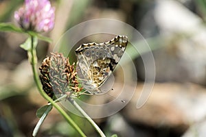 Butterfly Painted lady