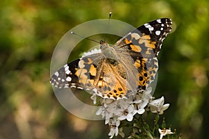 Butterfly painted lady on gooseneck loosestrife photo