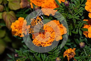 A butterfly Painted lady Vanessa cardui sits on a orange flower of the Marigold. Butterfly closeup.