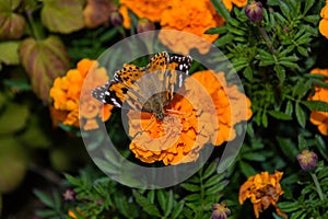 A butterfly Painted lady Vanessa cardui sits on a orange flower of the Marigold. Butterfly closeup.