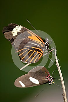 Butterfly Pair Resting