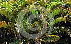 Butterfly palm leaves, Tiradentes, Minas Gerais