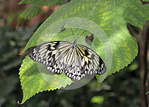 Butterfly (Paper Kite) on a green leaf