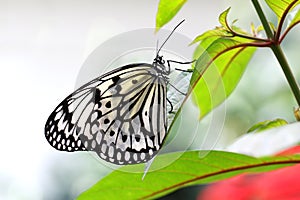 Butterfly paper kite Idea leuconoe Insect