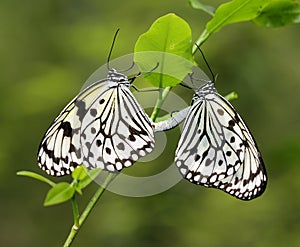 Butterfly - Paper Kite Mating