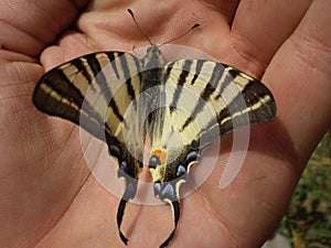 Butterfly (papilio)