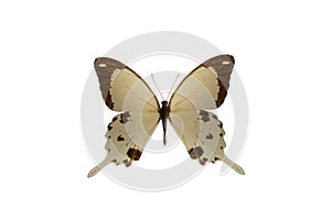 Butterfly papilio dardanus isolated