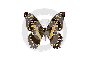 Butterfly papilio demodocus isolated