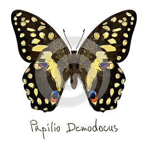 Butterfly Papilio Demodocus. Watercolor imitation.