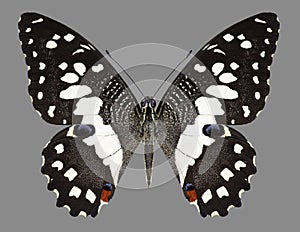 Butterfly Papilio demoleus