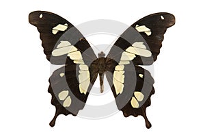 Butterfly Papilio hesperus photo
