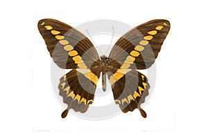 Butterfly papilio hesperus m