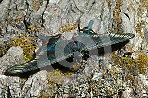 Butterfly (Papilio maackii f. raddei) 1
