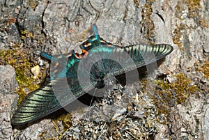 Butterfly (Papilio maackii f. raddei) 4