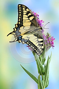 Butterfly Papilio machaon photo