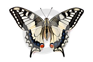 Butterfly Papilio machaon