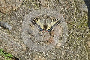 Butterfly Papilio machaon