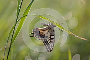 Butterfly Papilio machaon in the early morning in the dew spread its wings in the grass on the meadow