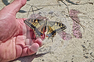 Butterfly Papilio machaon laid on a hand