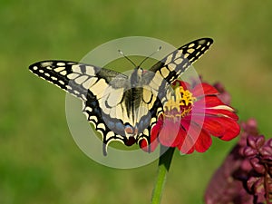 Butterfly Papilio machaon photo