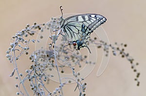 Butterfly Papilio machaon  spread its wings on a summer day basking in the dry grass